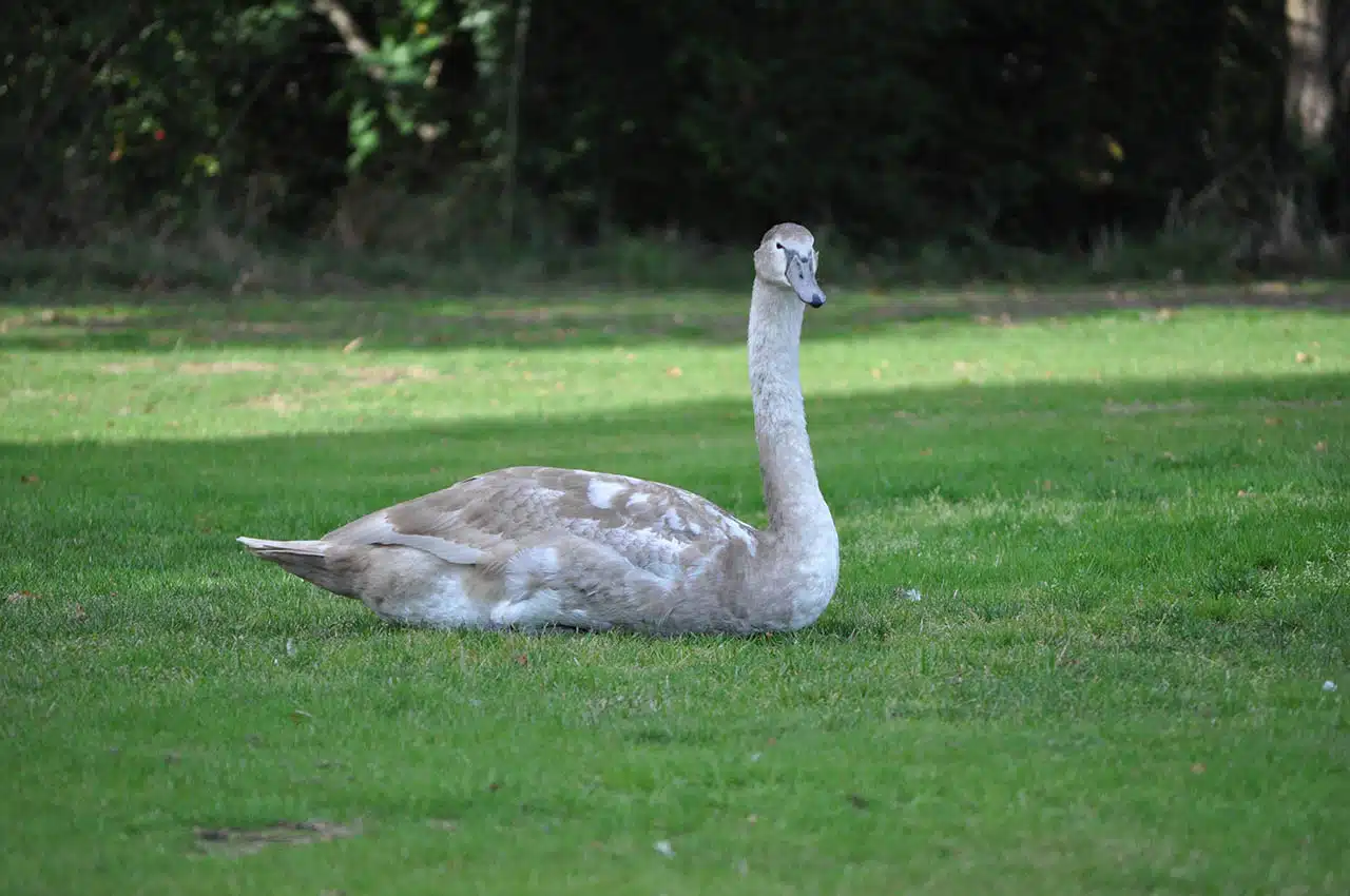 Hookwood Lodge Hotel Gatwick